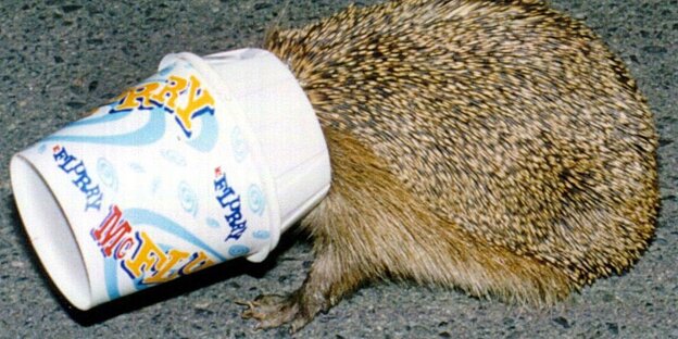 Ein Igel mit seinem Kopf in einem Pappbecher Ein Igel mit seinem Kopf in einem Pappbecher