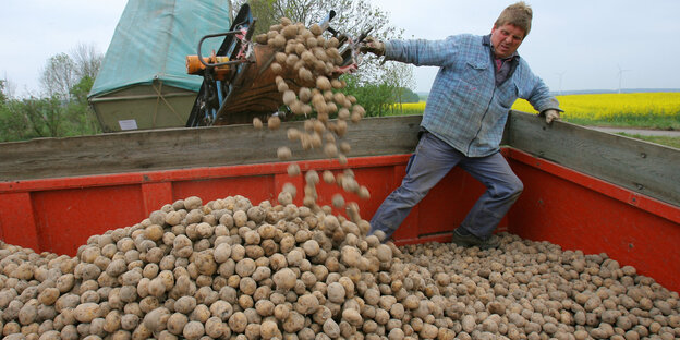 Ein Bauer steht auf einem Anhänger voller Kartoffeln Ein Bauer steht auf einem Anhänger voller Kartoffeln