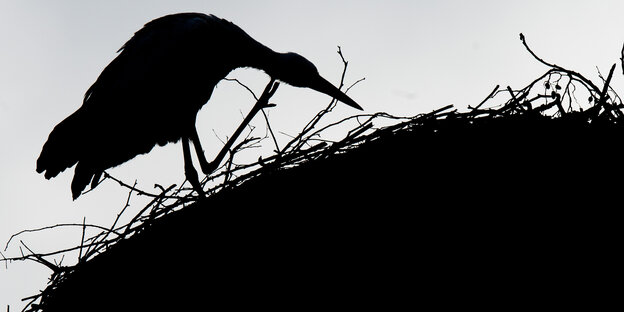 Ein Storch sitzt auf dem Dach des NABU- Artenschutzzentrums in Niedersachsen