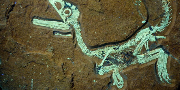 Theropodas Skelett ist grünlich und halb in der Erde vergraben Theropodas Skelett ist grünlich und halb in der Erde vergraben