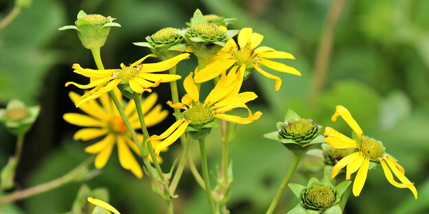 grüne Pflanzen mit gelben Blüten grüne Pflanzen mit gelben Blüten