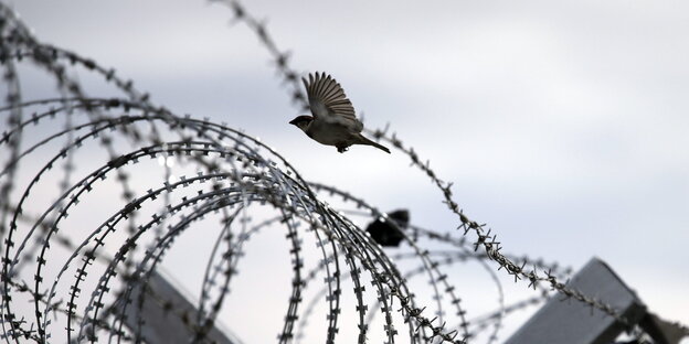 Ein Vogel fliegt über einen Stacheldrahtzaun Ein Vogel fliegt über einen Stacheldrahtzaun