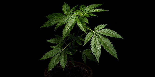 Cannabisblätter vor schwarzem Hintergrund Cannabisblätter vor schwarzem Hintergrund