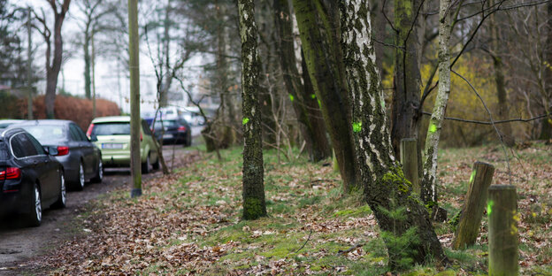 Grün markierte Bäume neben parkenden Autos