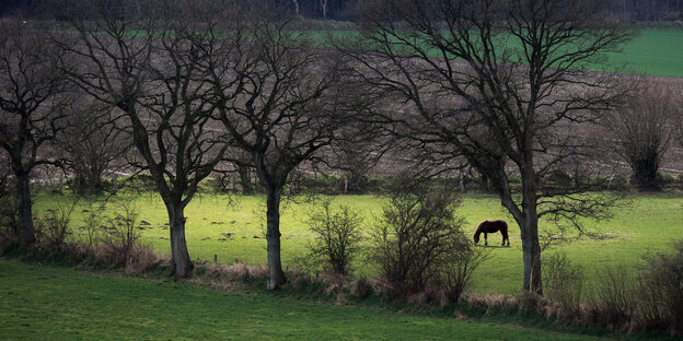 Pferd in idyllischer Landschaft