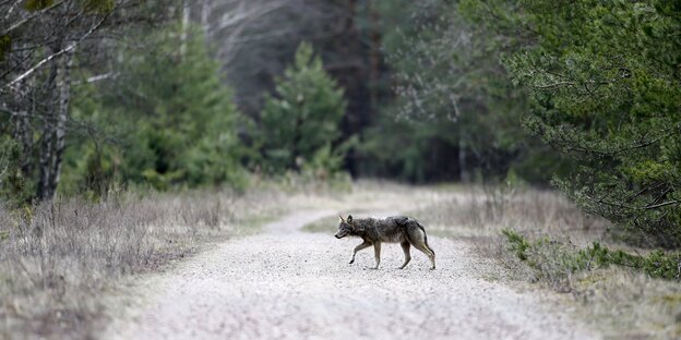 Ein Wolf überquert einen Waldweg