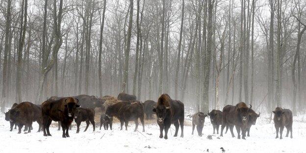 Eine Herde Bisons steht im Schnee vor Bäumen Eine Herde Bisons steht im Schnee vor Bäumen