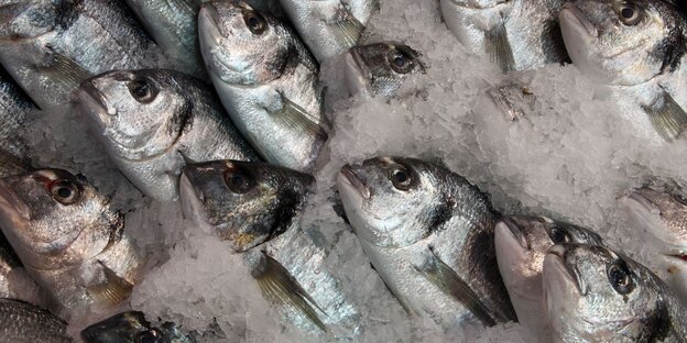 Leblose Fischkörper sind teilweise von Eis bedeckt Leblose Fischkörper sind teilweise von Eis bedeckt