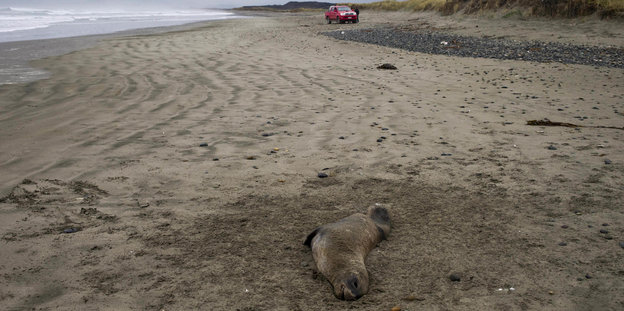 Ein toter Seelöwe liegt am Strand.