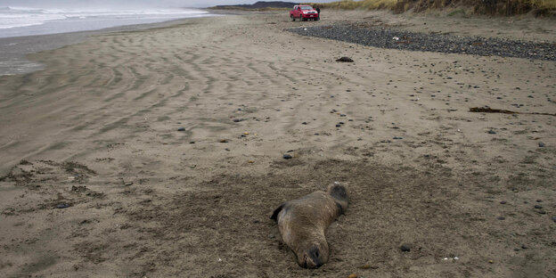 Ein toter Seelöwe liegt am Strand. Ein toter Seelöwe liegt am Strand.