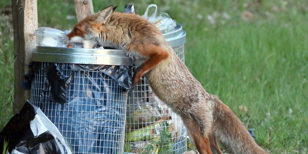 Ein Fuchs frisst aus einem Mülleimer Ein Fuchs frisst aus einem Mülleimer