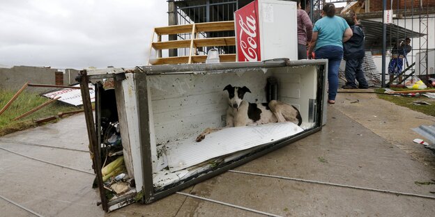 Ein kaputter Kühlschrank ohne Tür liegt auf der Straße, in ihm liegt ein Hund