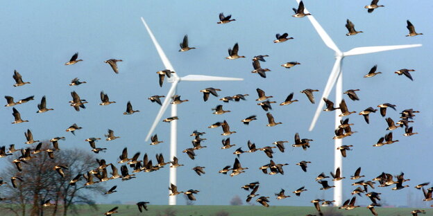 Ein Vogelschwarm fliegt an einem Windrad vorbei Ein Vogelschwarm fliegt an einem Windrad vorbei