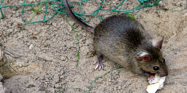 Ratte läuft über den Boden Ratte läuft über den Boden