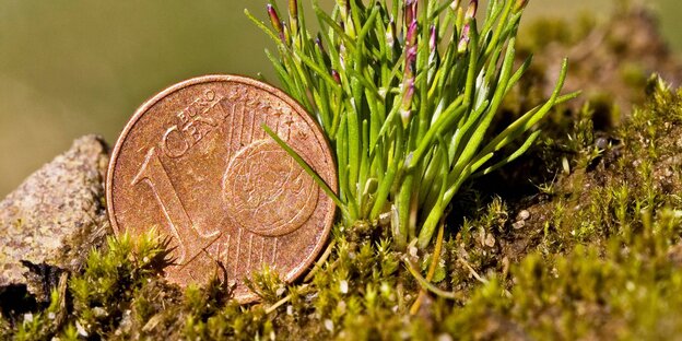 Nahaufnahme eines Ein-Cent-Stücks im Gras Nahaufnahme eines Ein-Cent-Stücks im Gras