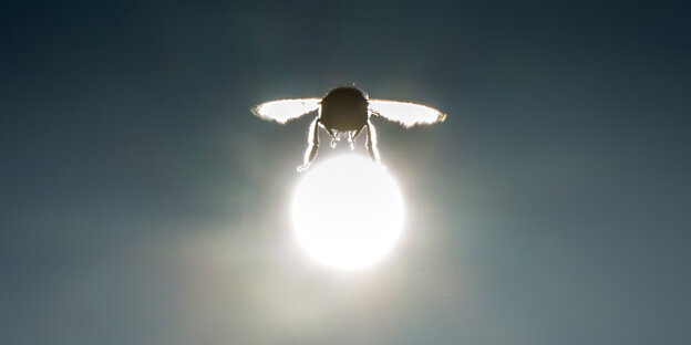 Eine Hummel fliegt vor der Sonne Eine Hummel fliegt vor der Sonne