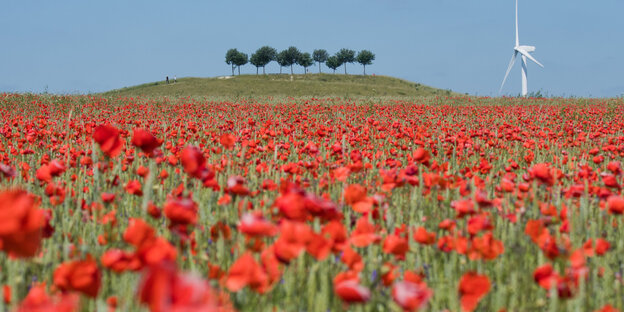 Windrad am Ende eines Mohnblumenfelds.