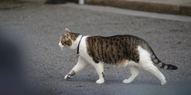 Eine Katze Eine Katze