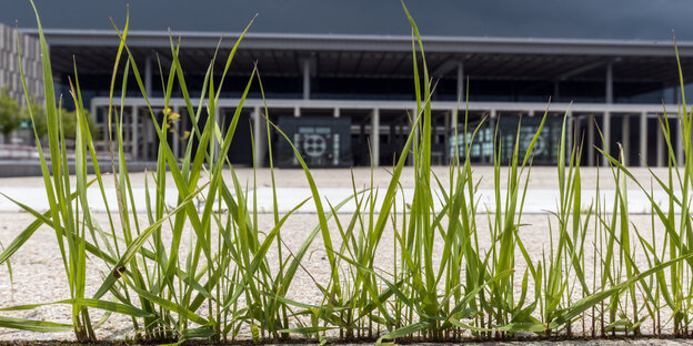 Grashalme vor einem Gebäude Grashalme vor einem Gebäude