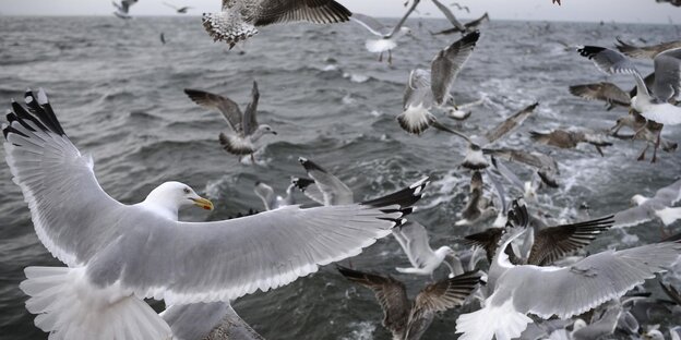 Möwen fliegen über das Meer