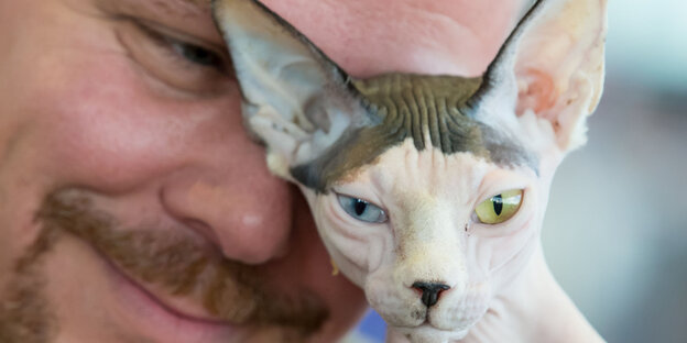 Ein Mann lehnt seinen Kopf an eine Sphinx-Katze Ein Mann lehnt seinen Kopf an eine Sphinx-Katze