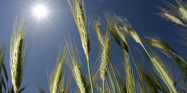 Getreideähren im Sonnenschein vor blauem Himmel. Getreideähren im Sonnenschein vor blauem Himmel.
