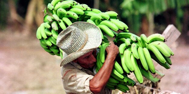 Ein Mann mit Hut trägt eine Staude grüner Bananen auf der Schulter Ein Mann mit Hut trägt eine Staude grüner Bananen auf der Schulter