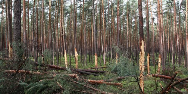 Kiefern, bei denen im unteren Bereich die Rinde geschält wurde. Kiefern, bei denen im unteren Bereich die Rinde geschält wurde.