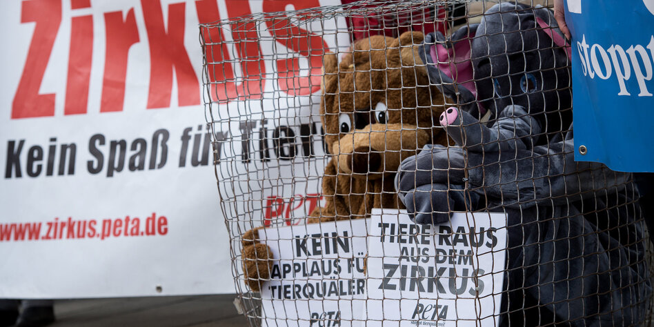 Wildtiere im Zirkus: Maya geht gern spazieren