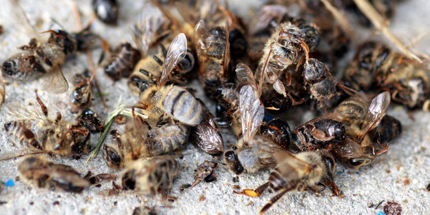 Tote Bienen Tote Bienen