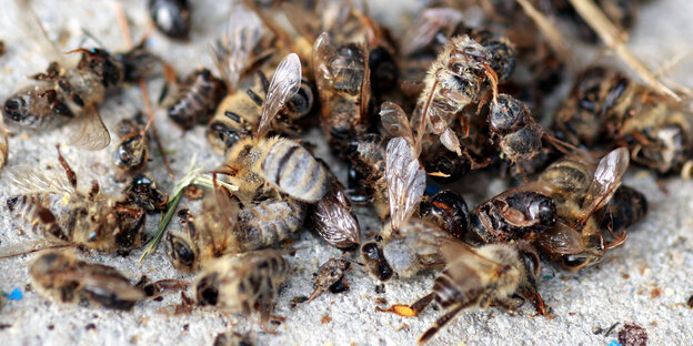 Tote Bienen