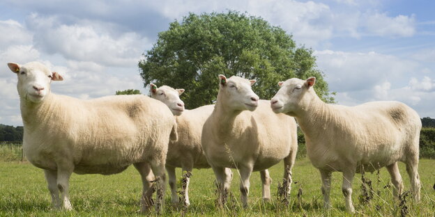 Vier Schafe, Nachfahren von Klonschaf Dolly, auf einer Weide in Nottingham Vier Schafe, Nachfahren von Klonschaf Dolly, auf einer Weide in Nottingham