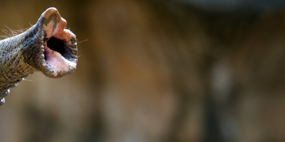 EU will Elfenbeinhandel nicht stoppen: Gar nicht elefantastisch EU will Elfenbeinhandel nicht stoppen: Gar nicht elefantastisch