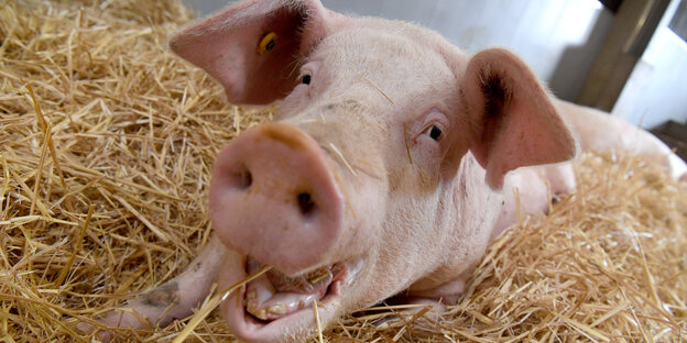Ein Schwein liegt auf Stroh Ein Schwein liegt auf Stroh