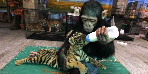Ein Affe hält eine Milchflasche für einen kleinen Tieger Ein Affe hält eine Milchflasche für einen kleinen Tieger