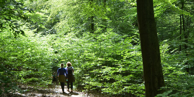 Frauen wandern im Nationalpark Kellerwald-Edersee in Nordhessen. Frauen wandern im Nationalpark Kellerwald-Edersee in Nordhessen.