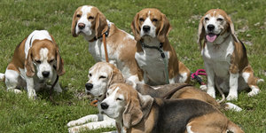 Beagles auf einer Wiese