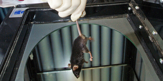 In einem Labor wird eine Labormaus für einen Tierversuch vorbereitet In einem Labor wird eine Labormaus für einen Tierversuch vorbereitet