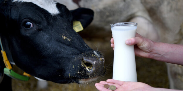 Kuhkopf mit Milch und Geld Kuhkopf mit Milch und Geld