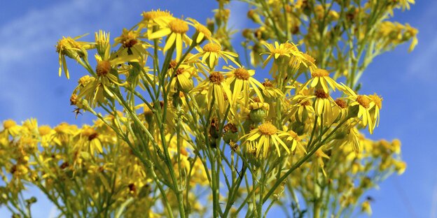 Gelbe Blüten des Jakobs-Kreuzkrautes Gelbe Blüten des Jakobs-Kreuzkrautes