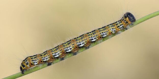 Eine Raupe krabbelt einen Pflanzenstiel entlang Eine Raupe krabbelt einen Pflanzenstiel entlang