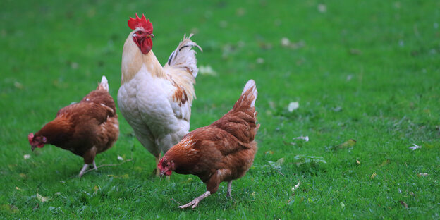 Zwei Hühner picken auf einer grünen Wiese im Gras, ein Hahn zwischen ihnen sieht sich um Zwei Hühner picken auf einer grünen Wiese im Gras, ein Hahn zwischen ihnen sieht sich um
