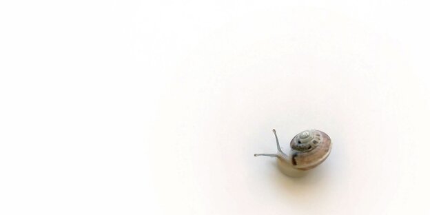 Eine Schnecke auf weißem Grund. Sie symbolisiert den Wandel hin zu einer langsameren und nachhaltigeren Wirtschaftsweise Eine Schnecke auf weißem Grund. Sie symbolisiert den Wandel hin zu einer langsameren und nachhaltigeren Wirtschaftsweise