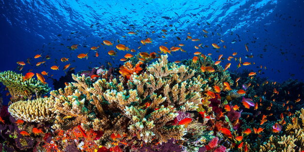 Great Barrier Reef Great Barrier Reef