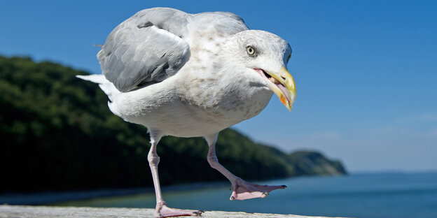 Eine Möwe spaziert am Ostseestrand Eine Möwe spaziert am Ostseestrand