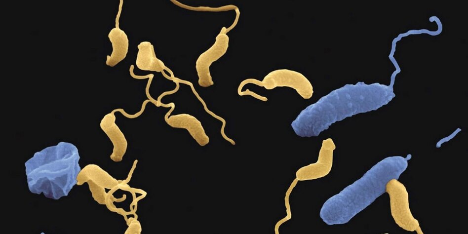 Macht der Mikroben Wie viele bin ich? taz.de