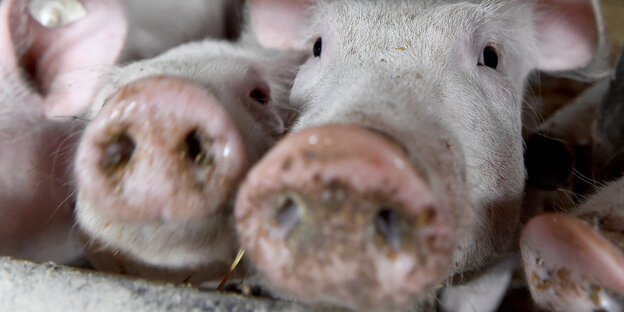 Die Gesichter zweier Schweine in der Nahaufnahme Die Gesichter zweier Schweine in der Nahaufnahme