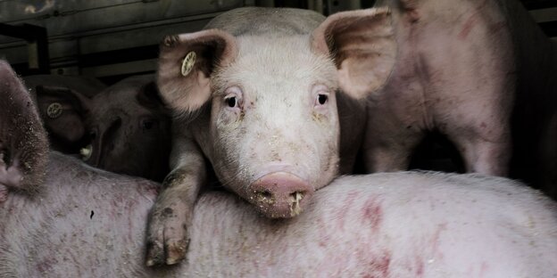 Schwein guckt traurig in die Kamera