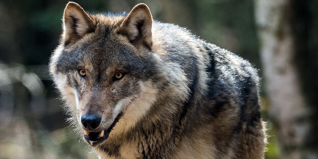 Ein Wolf Ein Wolf