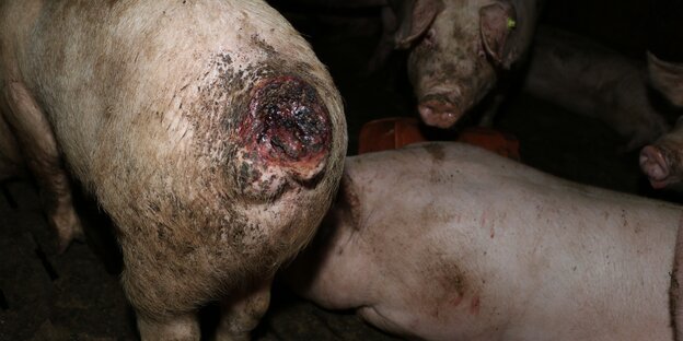 Verletztes Schwein Verletztes Schwein